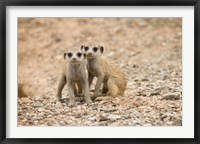 Framed Namibia, Keetmanshoop, Meerkat, Namib Desert, Mongoose