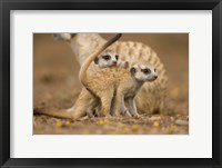 Framed Namibia, Keetmanshoop, Meerkat, Namib Desert, mongoose with babies