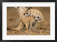 Framed Namibia, Keetmanshoop, Meerkat, Namib Desert, mongoose with babies