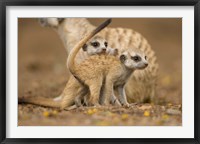 Framed Namibia, Keetmanshoop, Meerkat, Namib Desert, mongoose with babies