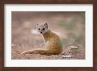 Framed Namibia, Keetmanshoop, Yellow Mongoose wildlife