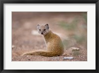 Framed Namibia, Keetmanshoop, Yellow Mongoose wildlife