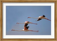 Framed Namibia, Skeleton Coast, Lesser Flamingo tropical birds