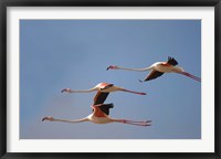 Framed Namibia, Skeleton Coast, Lesser Flamingo tropical birds