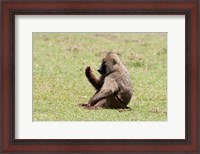 Framed Olive Baboon, Papio anubis, Maasai Mara, Kenya.