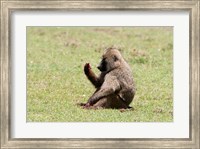 Framed Olive Baboon, Papio anubis, Maasai Mara, Kenya.