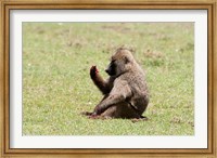 Framed Olive Baboon, Papio anubis, Maasai Mara, Kenya.