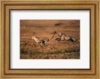 Framed Pair of cheetahs running, Maasai Mara, Kenya