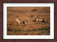 Framed Pair of cheetahs running, Maasai Mara, Kenya