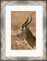 Framed Puku, Busanga Plains, Kafue National Park, Zambia