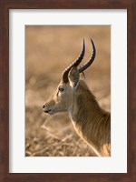 Framed Puku, Busanga Plains, Kafue National Park, Zambia