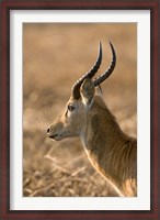 Framed Puku, Busanga Plains, Kafue National Park, Zambia