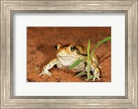 Framed Red Toad, Mkuze Game Reserve, South Africa