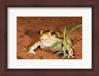 Framed Red Toad, Mkuze Game Reserve, South Africa