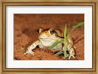 Framed Red Toad, Mkuze Game Reserve, South Africa