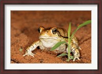 Framed Red Toad, Mkuze Game Reserve, South Africa