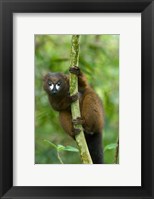 Framed Primate, Red-bellied Lemur, Mantadia NP, Madagascar