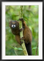 Framed Primate, Red-bellied Lemur, Mantadia NP, Madagascar