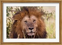 Framed Old black maned male lion, Maasai Mara, Kenya