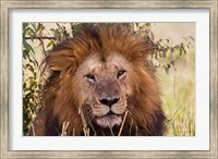 Framed Old black maned male lion, Maasai Mara, Kenya