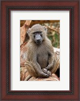 Framed Olive Baboon primate, Lake Nakuru National Park, Kenya