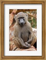 Framed Olive Baboon primate, Lake Nakuru National Park, Kenya