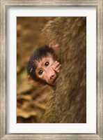 Framed Olive Baboon primates, Lake Manyara NP, Tanzania