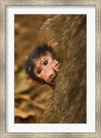 Framed Olive Baboon primates, Lake Manyara NP, Tanzania