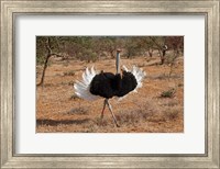 Framed Ostrich bird, Samburu National Game Reserve, Kenya