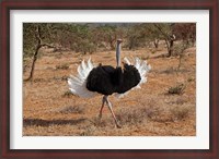 Framed Ostrich bird, Samburu National Game Reserve, Kenya