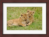 Framed Pair of lion cubs playing, Masai Mara Game Reserve, Kenya