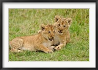 Framed Pair of lion cubs playing, Masai Mara Game Reserve, Kenya