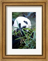 Framed Panda bear, Panda reserve
