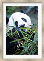 Framed Panda bear, Panda reserve