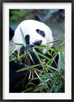 Framed Panda bear, Panda reserve