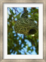 Framed Southern masked weaver nest, Etosha NP, Namibia, Africa.