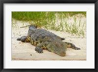 Framed Nile crocodile, Chobe River, Chobe NP, Kasane, Botswana, Africa