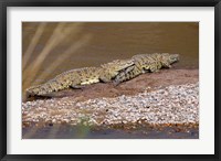 Framed Nile Crocodiles on the banks of the Mara River, Maasai Mara, Kenya, Africa