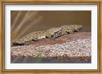 Framed Nile Crocodiles on the banks of the Mara River, Maasai Mara, Kenya, Africa