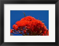 Framed Orange flowers on Table Mountain, Cape Town, South Africa