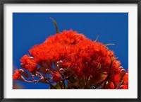 Framed Orange flowers on Table Mountain, Cape Town, South Africa