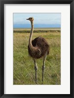 Framed Ostrich, Etosha National Park, Namibia