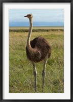 Framed Ostrich, Etosha National Park, Namibia