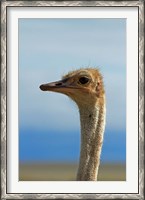 Framed Ostrich, Struthio camelus, Etosha NP, Namibia, Africa.