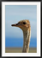 Framed Ostrich, Struthio camelus, Etosha NP, Namibia, Africa.