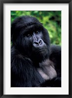 Framed Close up of Mountain Gorilla, Rwanda