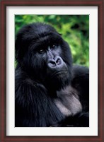 Framed Close up of Mountain Gorilla, Rwanda