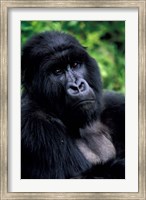 Framed Close up of Mountain Gorilla, Rwanda