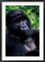 Framed Close up of Mountain Gorilla, Rwanda