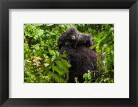 Framed Gorilla carrying baby, Volcanoes National Park, Rwanda